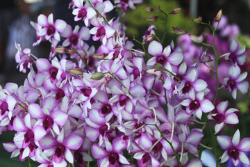 Pink and purple flowers blooming in a garden close up with soft petals and green leaves in spring
