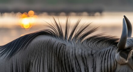 Close-up of a wildebeest's back and horns silhouetted against a setting sun. Detail reveals striped fur and sharp horns with blurred background of herd. Golden light bathes the scene