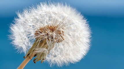 Close-up of a dandelion seed head against a clear blue sky. Soft, airy texture