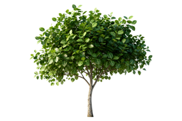 Vibrant green leafy tree with dense foliage in full growth