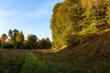 Fototapeta premium A sunlit path cuts through a field of tall grasses leading toward a dense, bright green and yellow autumn forest hillside under a clear blue sky