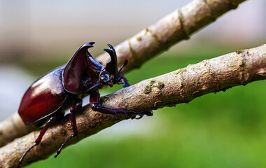Rhinoceros beetles,  Rhinoceros beetles Insects sitting on a branch, close-up, macro