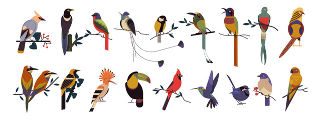 Colorful birds collection vector illustration.  Illustrated Collection Assorted Birds. Birds species icons.