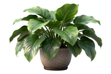 Indoor green plant with large glossy leaves in a decorative pot