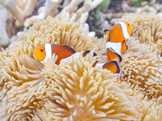 カクレクマノミ, Ocellaris clownfish, Amphiprion ocellaris, クマノミ亜科,
ハタゴイソギンチャク, Giant carpet anemone, Gigantic sea anemone, Stichodactyla gigantea, ハタゴイソギンチャク科,
阿嘉島阿嘉ビーチ（真謝浜）
沖縄県島尻郡慶良間諸島-2025
沖縄本島から40km西方にある