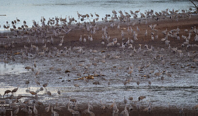 Fototapeta premium Wintering sandhill cranes gathered at the water's edge in Hiwassee Wildlife Refuge