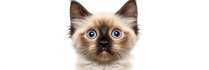 Adorable Siamese Kitten with Striking Blue Eyes Posing Beautifully on a Clean White Background