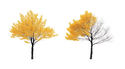 Fototapeta premium Two distinct Ginkgo trees with distinctive fan-shaped leaves and bare branches on transparent background