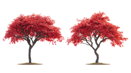 Two distinct Japanese Maple trees with delicate branching and red foliage on transparent background
