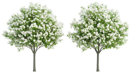 Two unique ornamental pear trees with upright form and white spring blossoms on transparent background