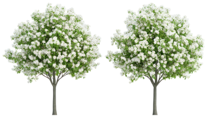 Two unique ornamental pear trees with upright form and white spring blossoms on transparent background
