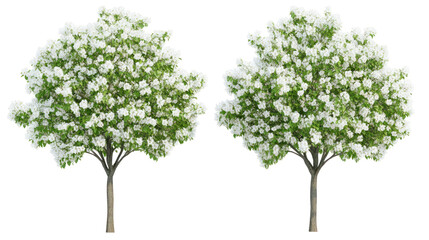 Obraz premium Two unique ornamental pear trees with upright form and white spring blossoms on transparent background