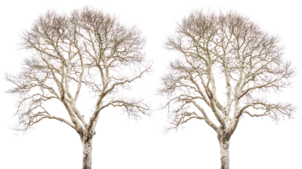 Two unique sycamore trees with mottled bark and broad winter canopy on transparent background