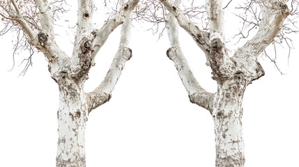 Two unique sycamore trees with mottled bark and broad canopy in bare winter form on transparent background