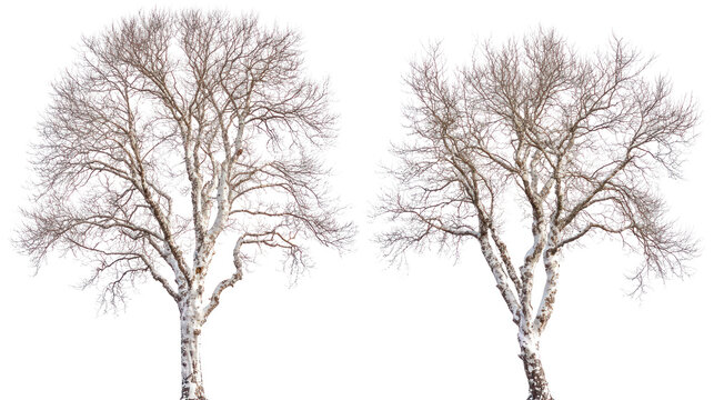 Two unique sycamore trees with mottled bark and broad winter canopy on transparent background