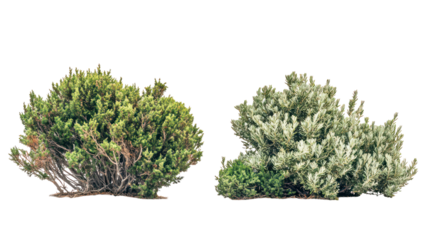 Two varieties of Linden trees with dense canopy, common urban roadside trees on transparent background