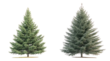 Two varieties of spruce trees with dense conical form, common roadside trees on transparent background