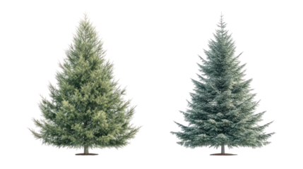 Two varieties of spruce trees with dense conical form, common roadside trees on transparent background