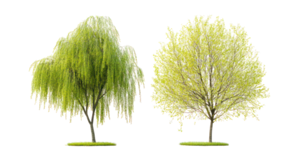 Two varieties of willow trees, ornamental roadside planting site on transparent background
