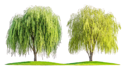 Two varieties of willow trees, ornamental roadside planting site on transparent background