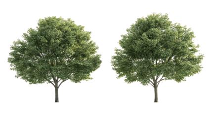 Two varieties of Zelkova trees with vase-shaped canopy, common street trees on transparent background