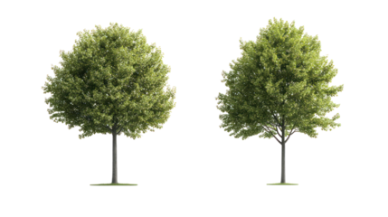 Two varieties of Zelkova trees with vase-shaped canopy, common street trees on transparent background