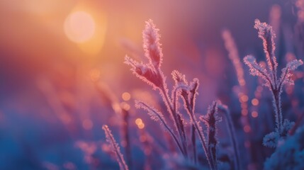 Close-up of frosted plants glowing in soft purple sunrise light, creating a dreamy cold atmosphere.