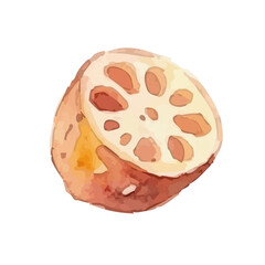 Watercolor-style lotus root illustration／れんこん