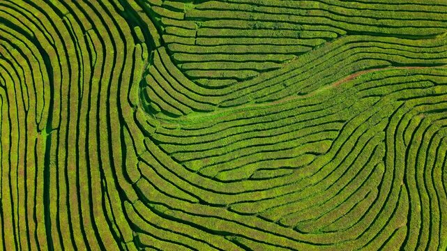 Aerial Top Down View of Gorreana Tea Plantation in Azores