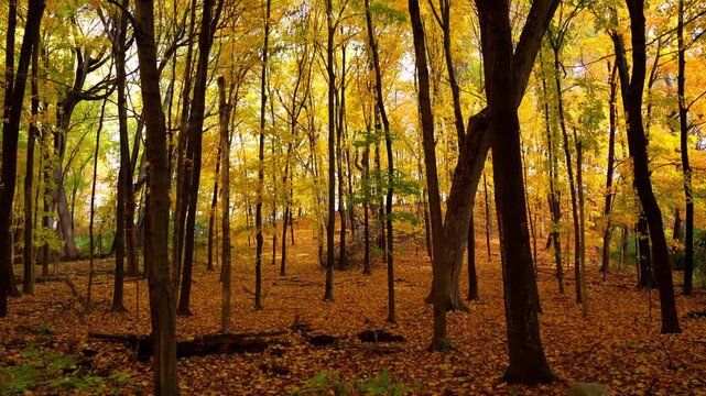 Peak autumn colors in the middle of the forest, vibrant orange leaf on the trees