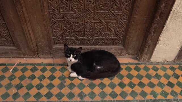 A super beautiful black and white cat lying down with a lively gaze on patterns of a door and Moroccan tiles.