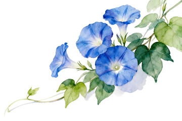 Watercolor illustration of blue morning glory flowers with green leaves