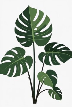 Lush Monstera Deliciosa Plant Animation with Vibrant Green Leaves and Dynamic Motion Graphics
