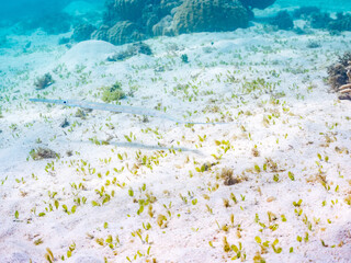 アカヤガラ, Smooth flutemouth, Red Cornetfish, Fistularia petimba,...