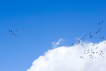 Fliegende Vögel