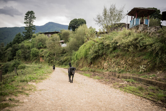 View of dark dogs meandering along a rugged, earthy path amidst lush greenery and traditional structures, Tang valley, Ogyencholing, Bumthang, Bhutan.