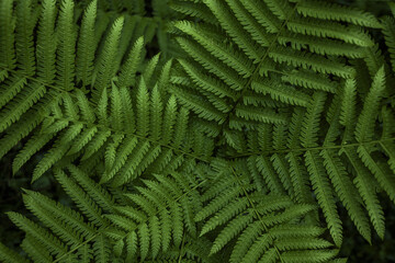 View of vibrant green fern fronds create a mesmerizing tapestry of nature's intricate design, a close-up botanical wonder, Royal Botanical Park, Lampelri, Bhutan.