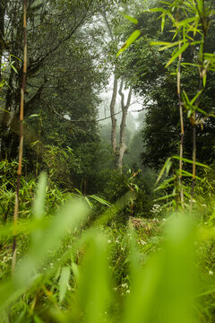 View of emerald bamboo stalks frame a misty forest path, where soft light filters through the dense canopy, creating a serene scene, Royal Botanical Park, Lampelri, Bhutan.