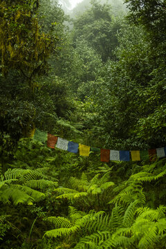 View of prayer flags strung across vibrant green foliage, with dense trees rising into the misty sky, creating an enchanting scene, Royal Botanical Park, Lampelri, Bhutan.