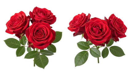 Fototapeta premium Two bouquets of deep red roses with green leaves on a white background flowers floral