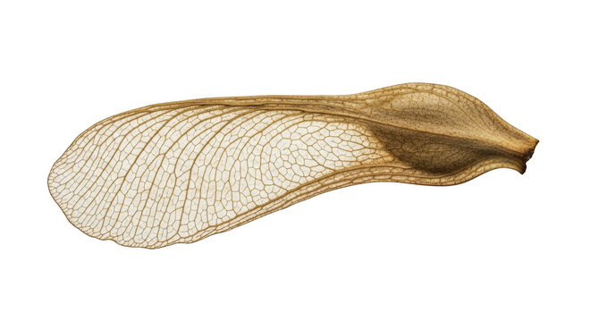 Close up of a dried maple tree samara seed wing with intricate veins maple seed plant