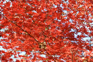 red Acer palmatum leaves under blue sky in sunny autumn day 