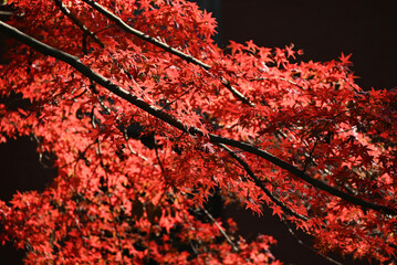 red palmatum leaves with black branches in sunny day in the garden