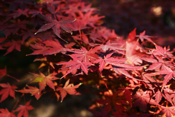  cluster of red Acer palmatum leaves in sunny day