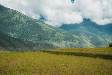 Sopsokha, Bhutan - 19 September 2025: View of a solitary figure amidst golden rice paddies, framed by the majestic, cloud-kissed mountains, creating a serene tableau.