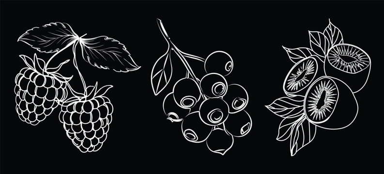 Print, white Hand-drawn sketch of a Kiwi and raspberry, and blueberry, fruits outline vector illustration, vector line illustration, background, sketch banner, fruit icon, and logo design