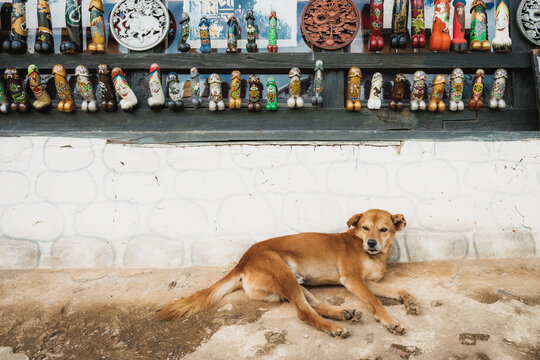 Sopsokha, Bhutan - 19 September 2025: View of a relaxed brown dog resting against a textured white wall, beneath a shelf displaying phallic symbols.
