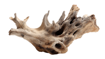 Driftwood root sculpture showing weathered natural wood texture with organic shape, forming a unique gnarled piece for decoration and aquatic environments on transparent background