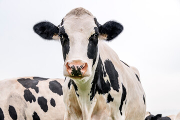 Cute cow, dutch cattle breed, black and white, medium shot, front view and blue sky