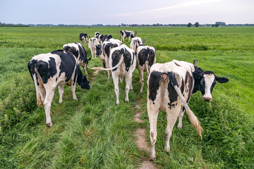 Cows go to the pasture to graze, fresh long grass, group of buttocks on a row